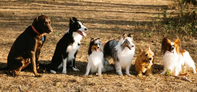 Full body cute purebred dogs of different breeds including Labrador Border Collie and Norwich Terrier sitting together on pathway in woods